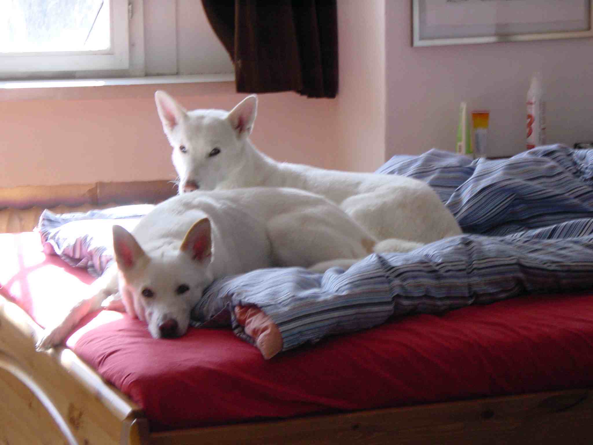 Alisha und Batya im Bett